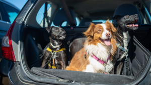 Spacious 5-Seater Cars For UK Family Summer Escapes Featured Image